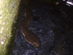 Cerberus schneiderii