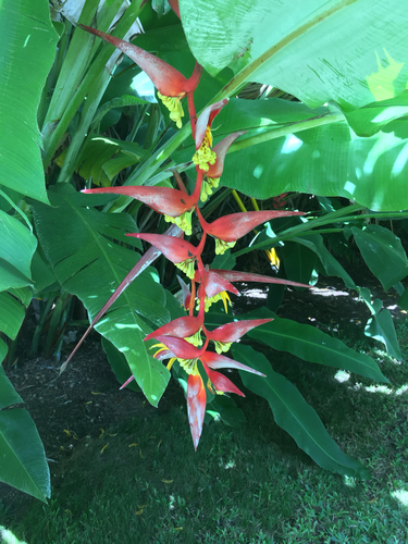 Heliconia collinsiana