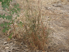 Epilobium billardiereanum