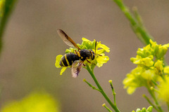 Stratiomyomorpha