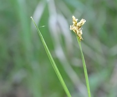 Carex praecox