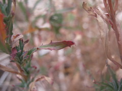 Epilobium billardiereanum