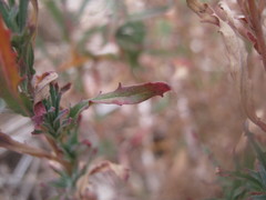 Epilobium billardiereanum