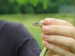 Hierophis viridiflavus