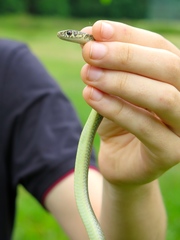Hierophis viridiflavus