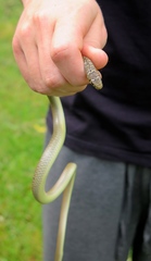 Hierophis viridiflavus