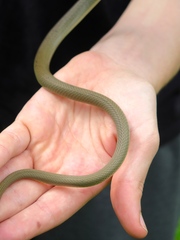 Hierophis viridiflavus