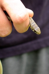 Hierophis viridiflavus