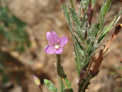 Epilobium billardiereanum