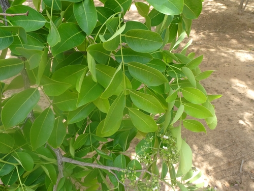African mahogany