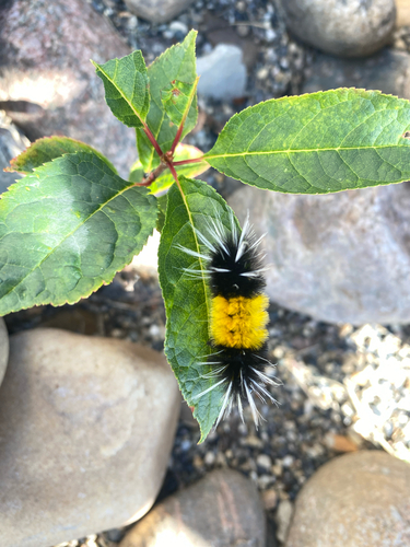 Spotted Tussock Moth