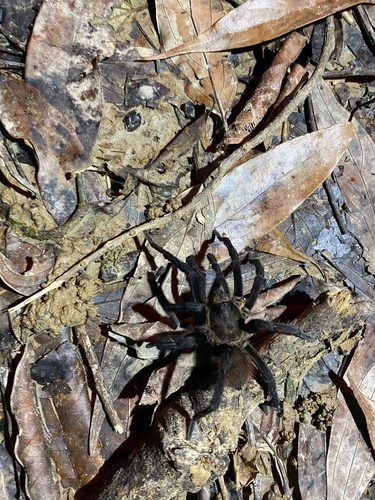 Mexican Red-rump Tarantula