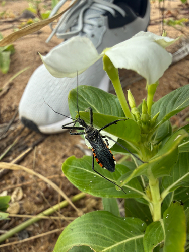 Rhynocoris albopilosus