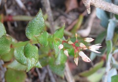 Crassula sarmentosa