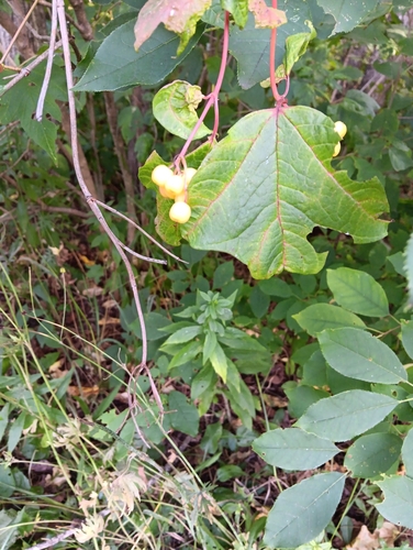 guelder-rose