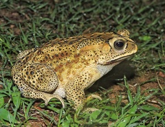 Duttaphrynus melanostictus