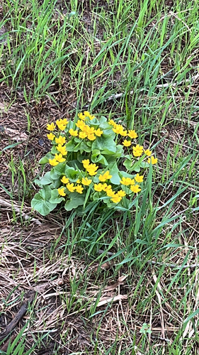 marsh marigold