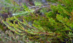 Stylapterus fruticulosus