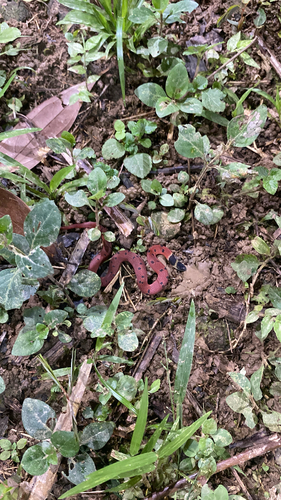 Red Coffee Snake