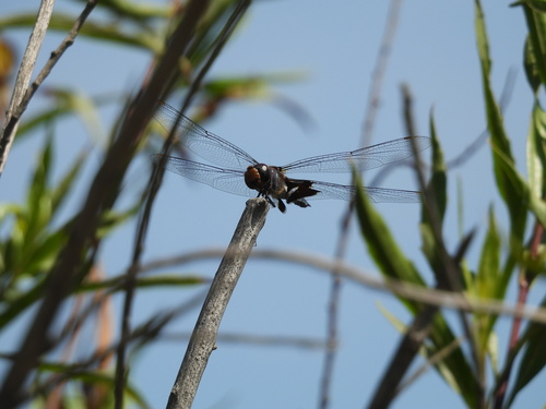 iNaturalist observation photo of Black Saddlebags