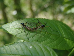 Ptychoptera contaminata