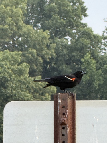 Red-winged Blackbird