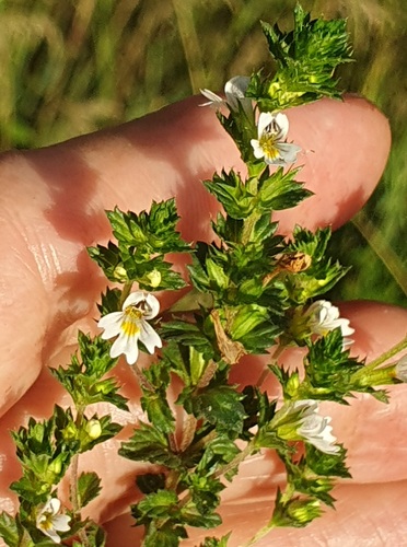 Euphrasia maximowiczii observed 2026-08-15