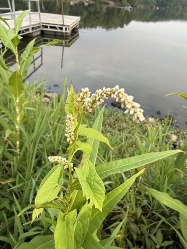 pale smartweed