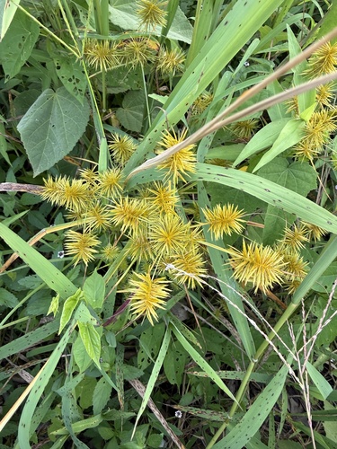 straw-colored flatsedge