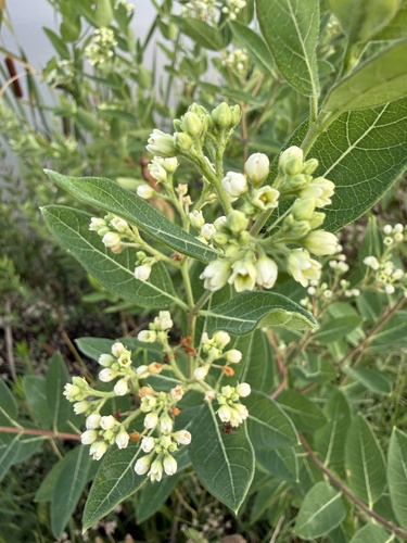 hemp dogbane