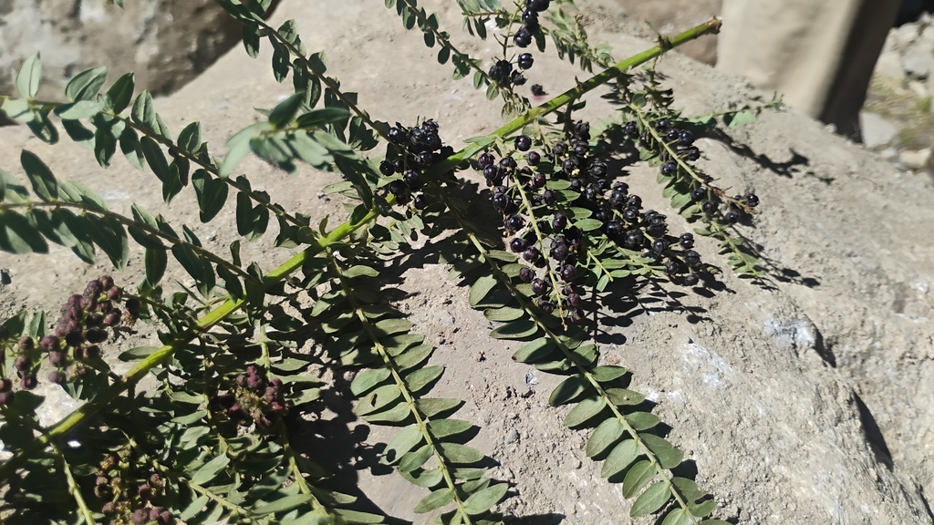 Coriaria ruscifolia; photograph (c) Carlo Brescia, some rights reserved (CC BY-SA)