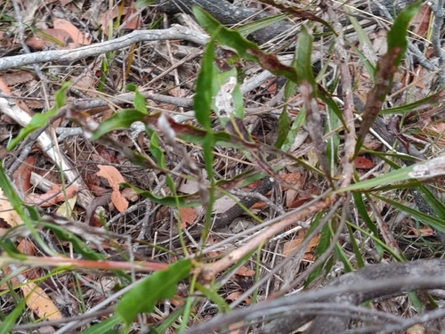 Conospermum longifolium, photograph 5