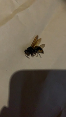 Vespa velutina