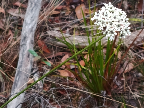 Conospermum longifolium, photograph 6