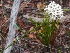 Conospermum longifolium, photograph (c) Carl Ramirez, some rights reserved (CC BY)