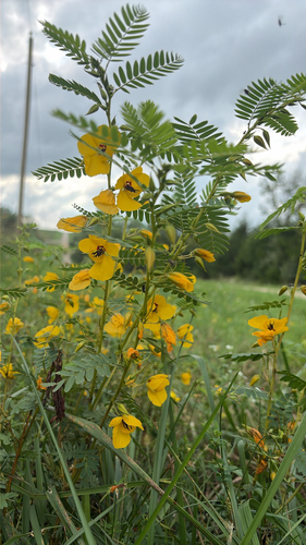 partridge pea