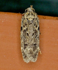 Chionodes pereyra