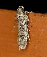 Chionodes pereyra