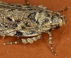Chionodes pereyra