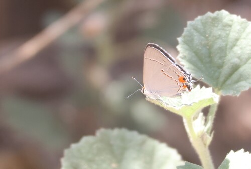 iNaturalist observation photo of Gray Hairstreak