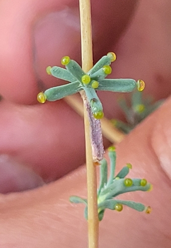 iNaturalist observation photo of Oregon western rosinweed
