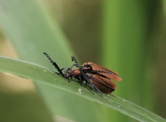 Trichalus ampliatus