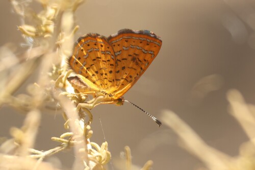 iNaturalist observation photo of Fatal Metalmark