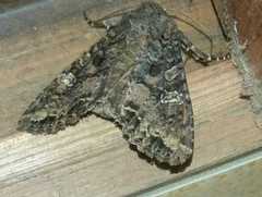Mamestra brassicae