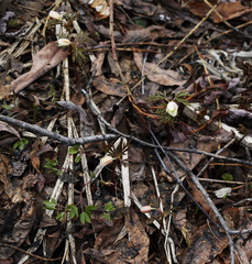 Anemonoides amurensis