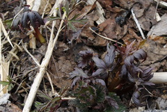 Aconitum fischeri