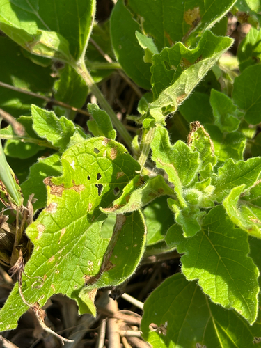 clammy groundcherry