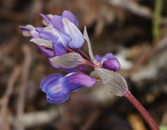 Corydalis ambigua
