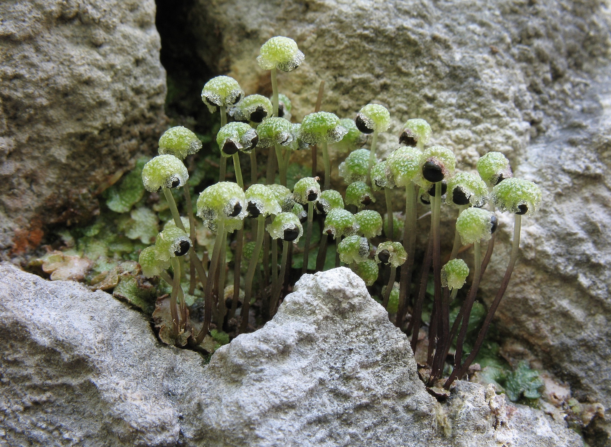 Mannia triandra