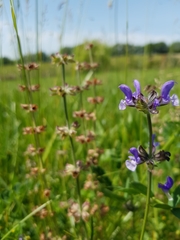 Salvia pratensis